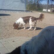 Engelsk springer spaniel Rollo