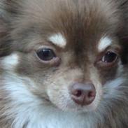 Chihuahua Chico