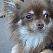 Chihuahua Chico