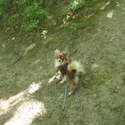Chihuahua Chico
