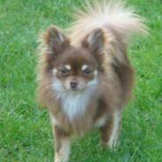 Chihuahua Chico