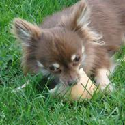 Chihuahua Chico