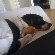 Dansk svensk gaardhund Kenzo