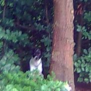 Dansk svensk gaardhund Kenzo