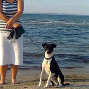 Dansk svensk gaardhund Kenzo