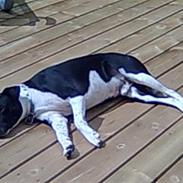 Dansk svensk gaardhund Kenzo