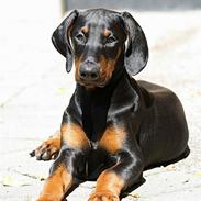 Dobermann Be-Barong Cadence -Holley RIP