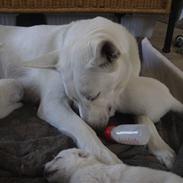 Hvid schæfer Egeborgs Akita