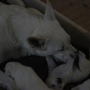 Hvid schæfer Egeborgs Akita