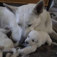 Hvid schæfer Egeborgs Akita