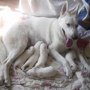 Hvid schæfer Egeborgs Akita