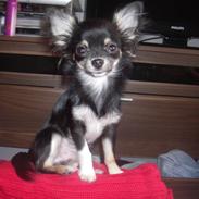 Chihuahua Picolo