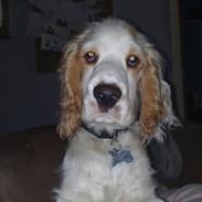 Cocker spaniel Viggo