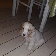 Cocker spaniel Viggo