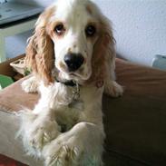 Cocker spaniel Viggo