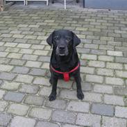 Labrador retriever Bella<33 AFLIVET /;