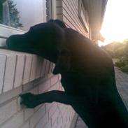 Labrador retriever Bella<33 AFLIVET /;