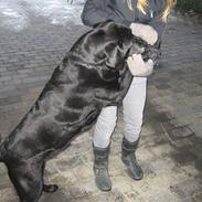 Labrador retriever Bella<33 AFLIVET /;