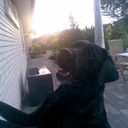 Labrador retriever Bella<33 AFLIVET /;