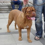 Dogue de bordeaux Enchi