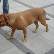 Dogue de bordeaux Enchi
