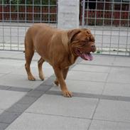 Dogue de bordeaux Enchi