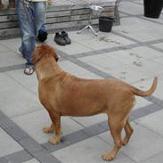 Dogue de bordeaux Enchi