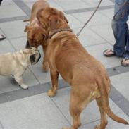 Dogue de bordeaux Enchi