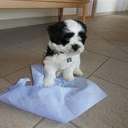 Lhasa apso zorro