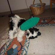 Lhasa apso zorro