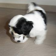 Lhasa apso zorro