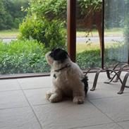 Lhasa apso zorro