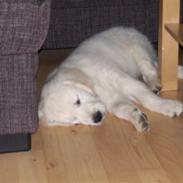 Golden retriever Moon Shadow " Obie"