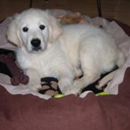 Golden retriever Moon Shadow " Obie"