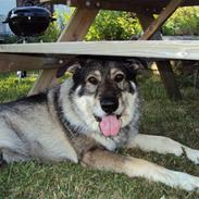 Blanding af racer king