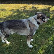 Blanding af racer king