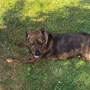 Blanding af racer king