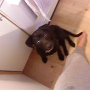 Blanding af racer Basse