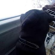 Blanding af racer Basse