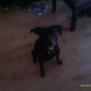 Blanding af racer Basse