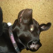 Labrador retriever Nanna
