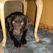 Labrador retriever Nanna