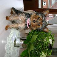 Yorkshire terrier Gucci