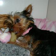 Yorkshire terrier Gucci