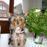 Yorkshire terrier Gucci