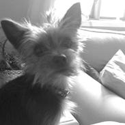 Yorkshire terrier Gucci