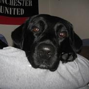 Blanding af racer Bølle