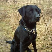 Blanding af racer Bølle