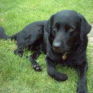 Blanding af racer Bølle