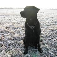 Blanding af racer Bølle